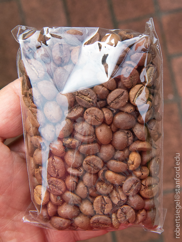 kopi luwak